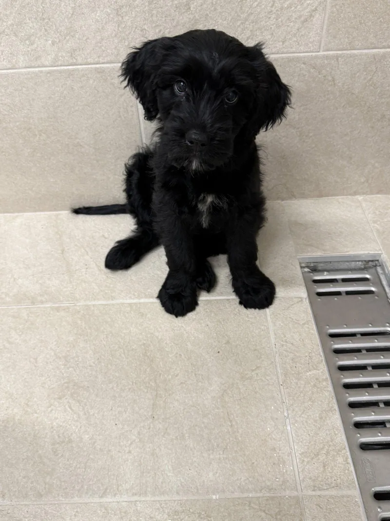 A baby medium-sized female Chow Chow dog named Storm for adoption in Locust Grove, GA