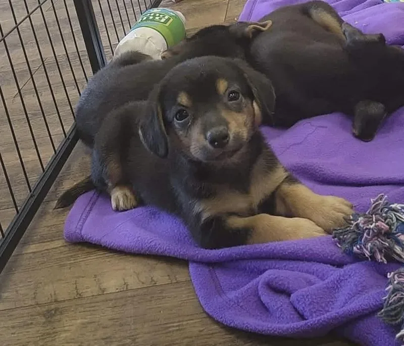A baby small-sized female Brown / Chocolate Terrier dog named Blair for adoption in Troy, AL