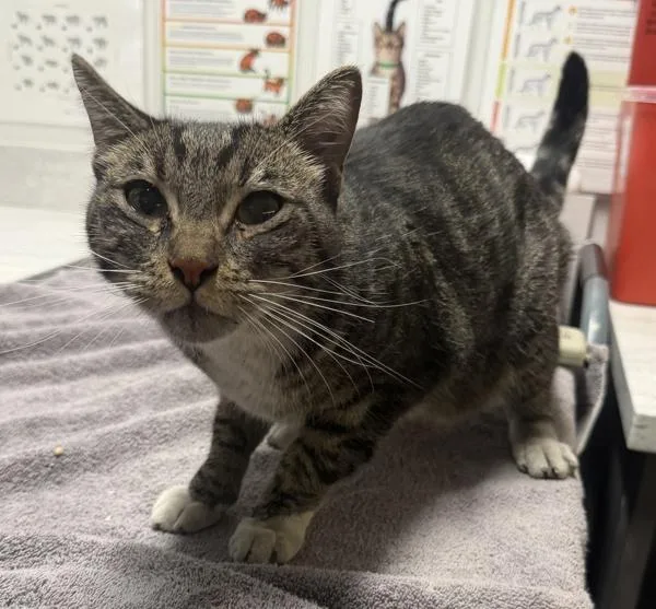 An adult medium-sized male Domestic Short Hair cat named Tombo for adoption in Escondido, CA
