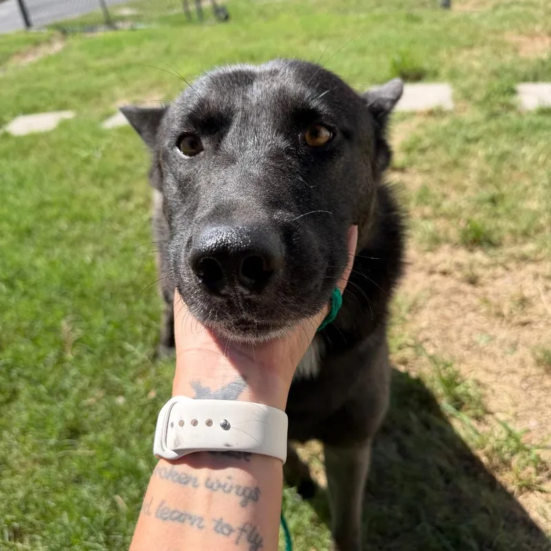 An adult medium-sized male Black Shepherd dog named Bravo for adoption in Bastrop, TX