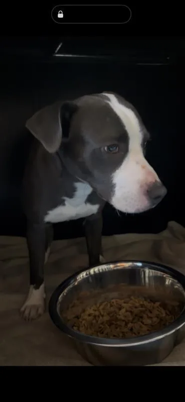 An adult large-sized male Gray / Blue / Silver Mixed Breed dog named Ash for adoption in El Paso, TX