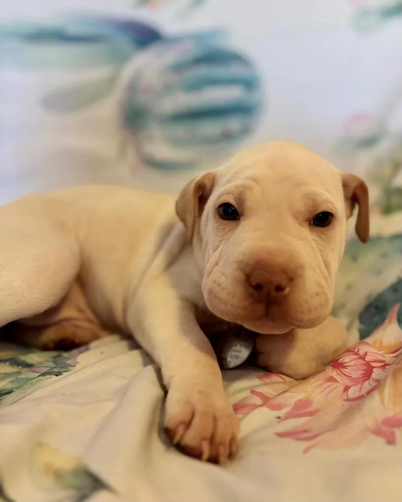 Coffee Cake thumbnail 2