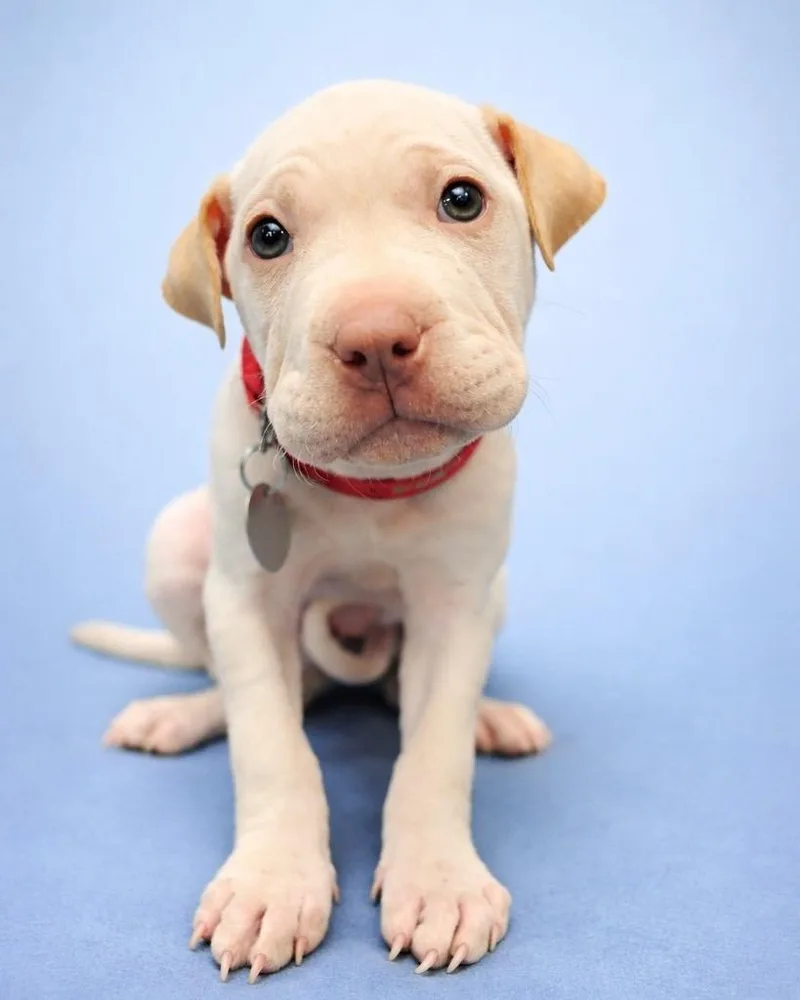 Coffee Cake thumbnail 3