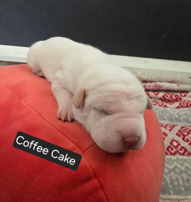 Coffee Cake thumbnail 4