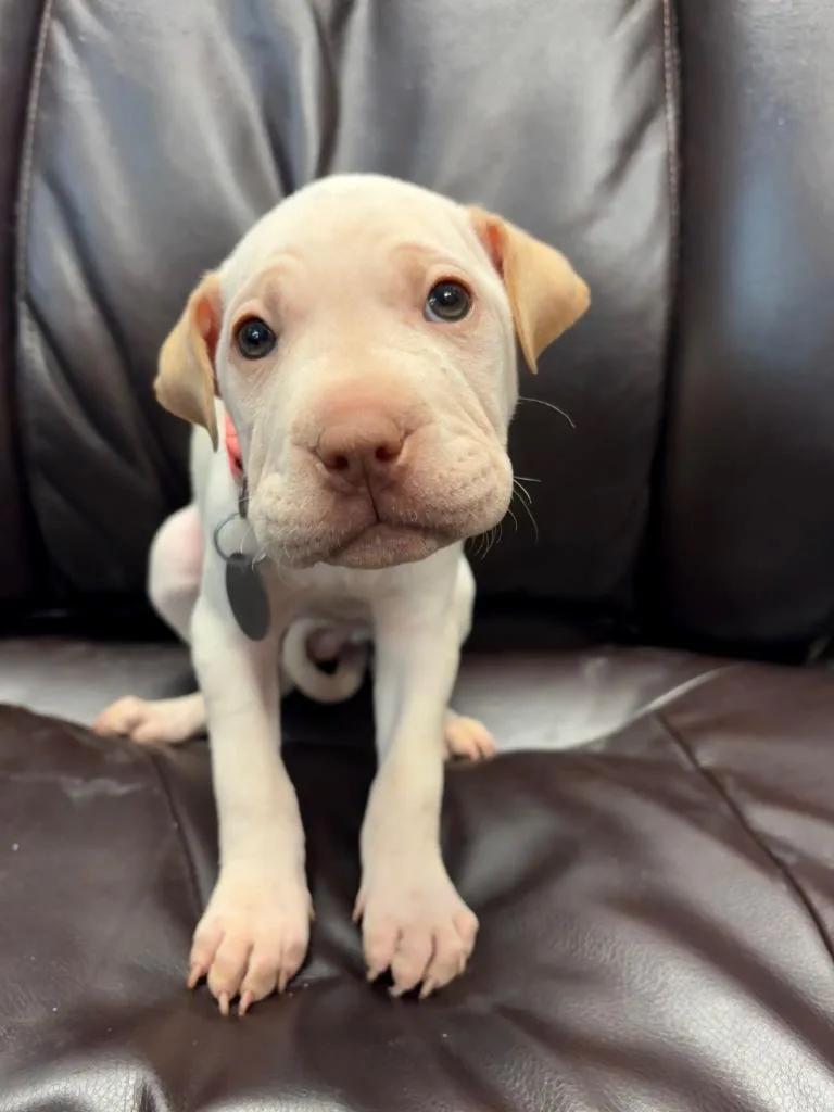 Coffee Cake thumbnail 5