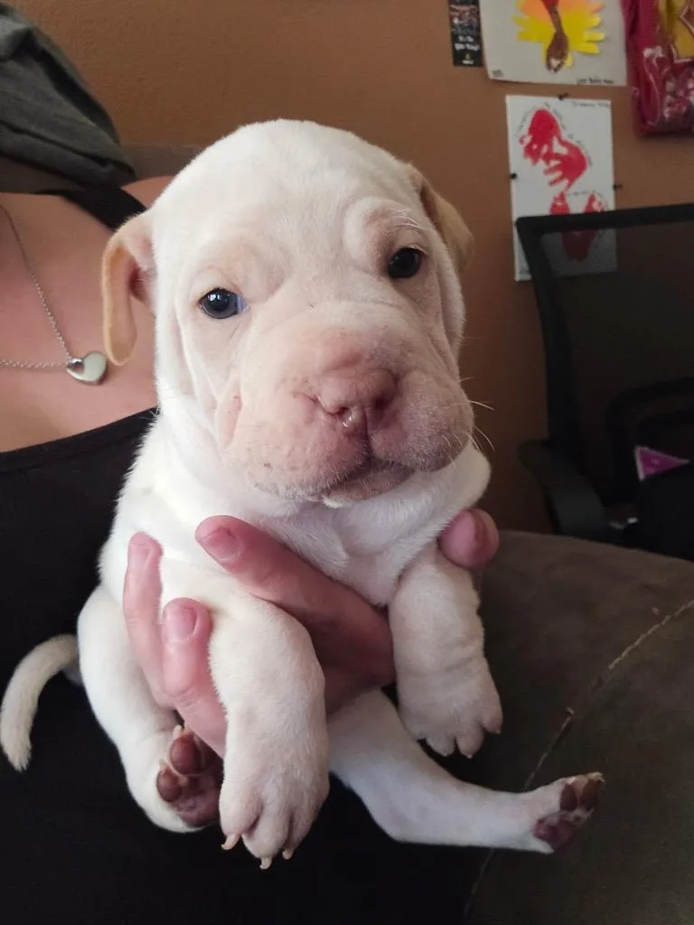 Coffee Cake thumbnail 6