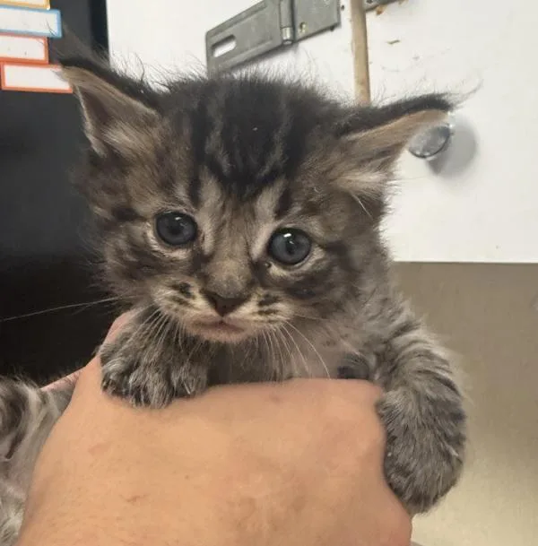 A baby small-sized male Domestic Short Hair cat named Loaf for adoption in Salisbury, MD