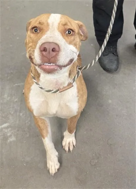 A young large-sized female Pit Bull Terrier dog named Gorgeous for adoption in Phoenix, AZ