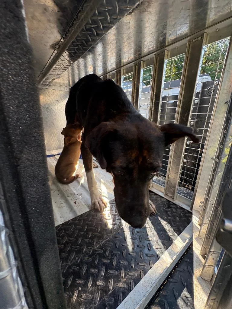 A young medium-sized female Mixed Breed dog named Ms. Anita for adoption in Effingham, SC