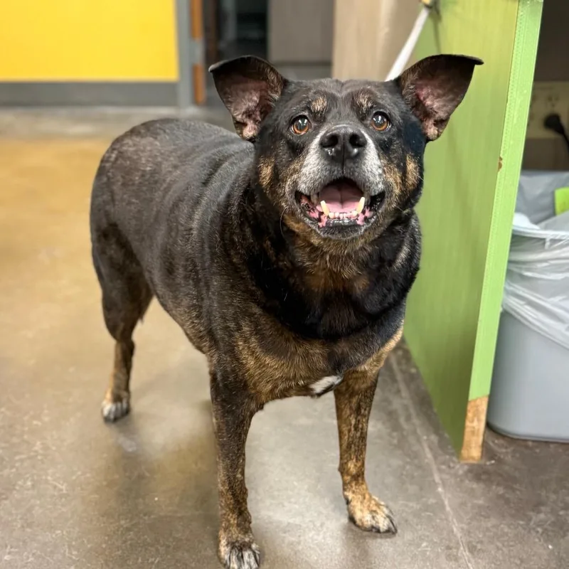 A senior large-sized male Black Mixed Breed dog named Porky for adoption in Norman, OK