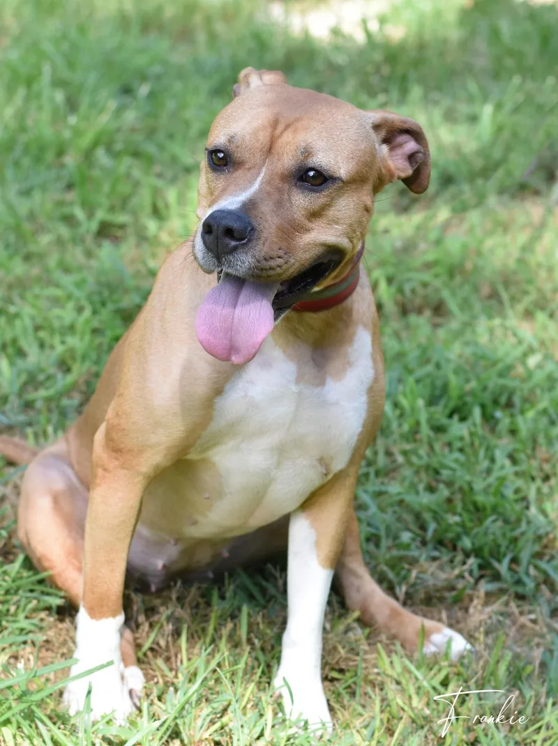 An adult medium-sized female Pit Bull Terrier dog named Frankie for adoption in Houston, TX