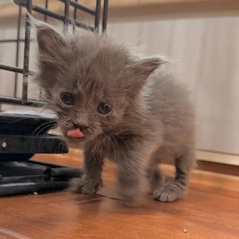 A baby small-sized female Gray / Blue / Silver Domestic Short Hair cat named Sparrow for adoption in Duncan, OK