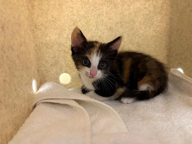 A baby small-sized female Domestic Short Hair cat named Diva for adoption in Tustin, CA