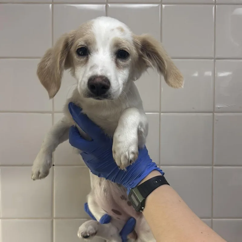 A baby small-sized female Dachshund dog named Tootsie for adoption in Mission Hills, CA