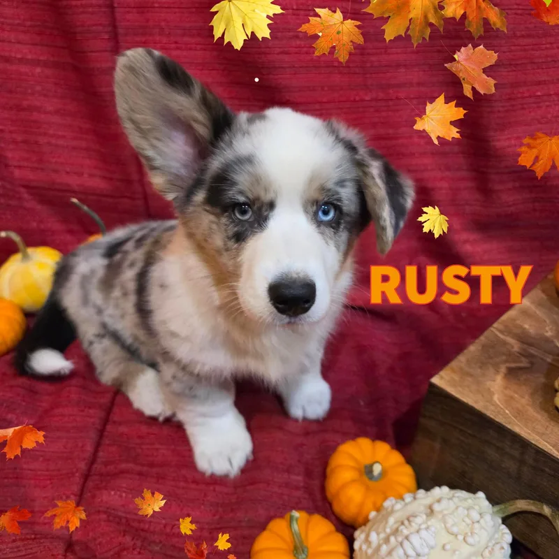A baby small-sized male Merle (Blue) Cardigan Welsh Corgi dog named Rusty for adoption in Newberg, OR