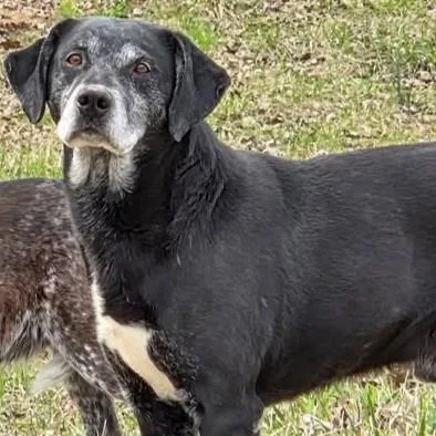 A senior medium-sized male Labrador Retriever dog named Benny for adoption in Pittsfield, IL