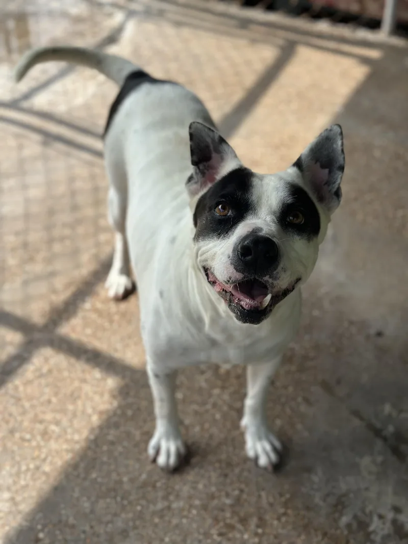 An adult medium-sized female Tricolor (Brown, Black, & White) Staffordshire Bull Terrier dog named Marmee for adoption in Norfolk, MA