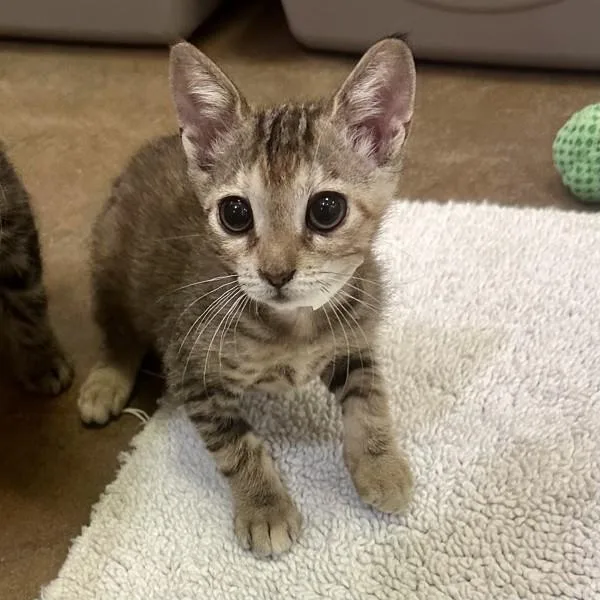 A baby small-sized female Domestic Short Hair cat named Opala for adoption in Walnut Creek, CA