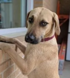 An adult large-sized male Hound dog named Sheriff Scruffy for adoption in Kansas City, MO