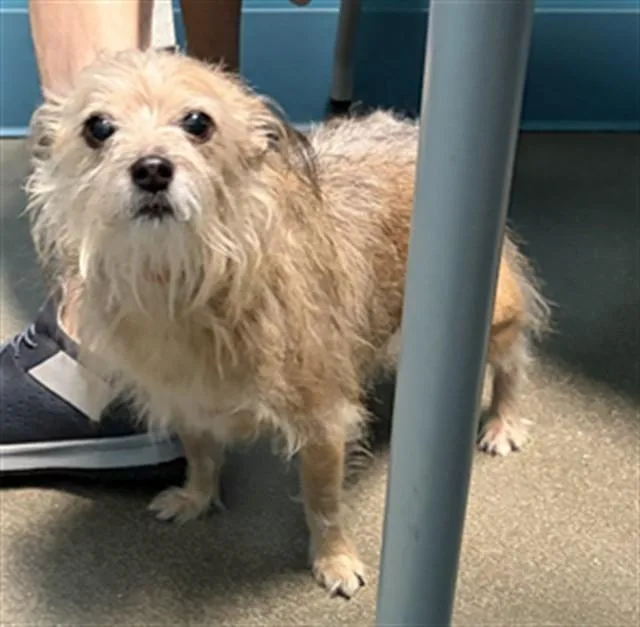 An adult small-sized male Yorkshire Terrier dog named Charlie Barkley for adoption in Houston, TX