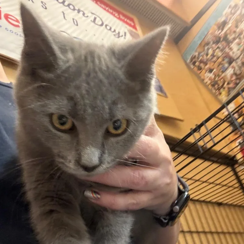 A baby small-sized male Gray / Blue / Silver Domestic Short Hair cat named Seville for adoption in Harrisonburg, VA