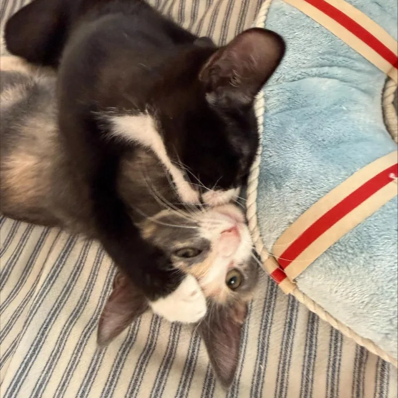 A baby small-sized male Black Domestic Short Hair cat named Junior for adoption in Lauderhill, FL