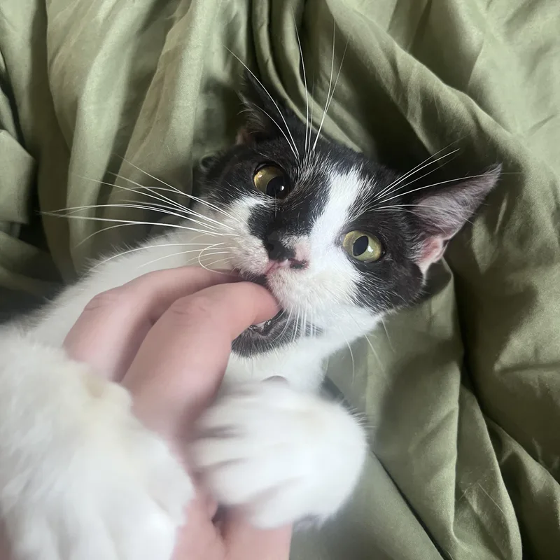 Desert Rose thumbnail 3