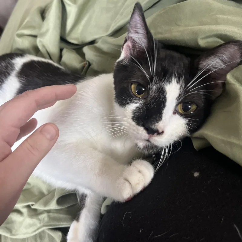 Desert Rose thumbnail 4