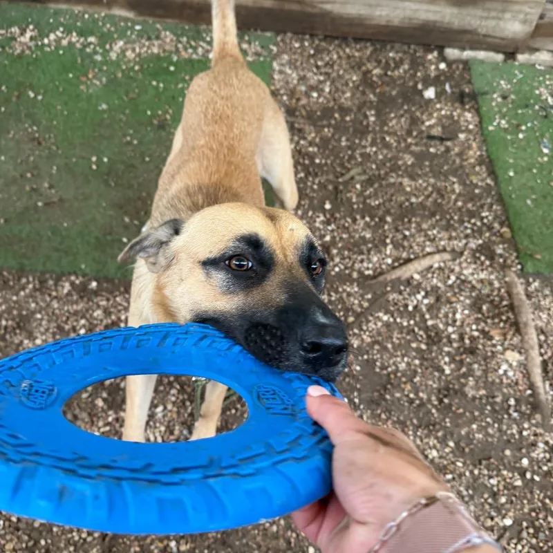 An adult medium-sized female Sable Anatolian Shepherd dog named Nancy Drew for adoption in Austin, TX