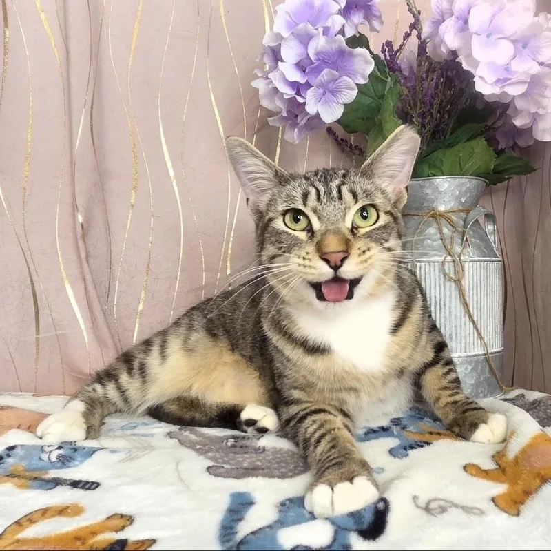 An adult medium-sized male Tabby (Gray / Blue / Silver) Domestic Short Hair cat named Fred for adoption in Long Beach, MS