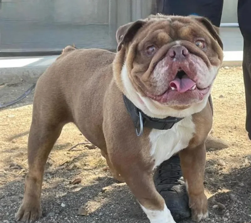 A young small-sized female English Bulldog dog named Petunia for adoption in ventura, CA