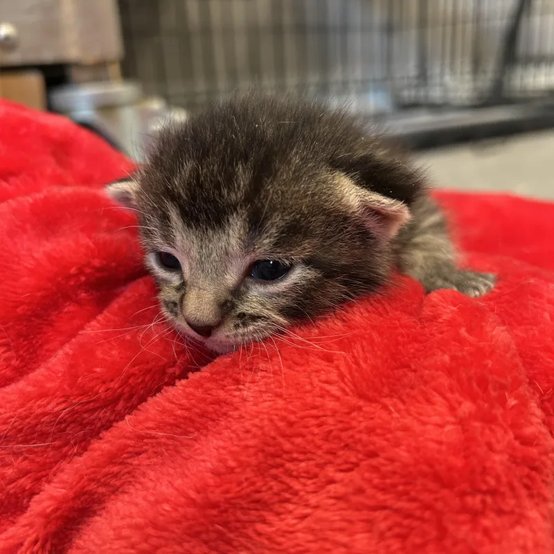 A baby small-sized male Domestic Short Hair cat named Milo for adoption in Seward, NE