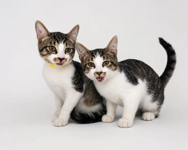 A baby small-sized female Domestic Short Hair cat named Mousetachio & Pistachio for adoption in Clinton Township, MI