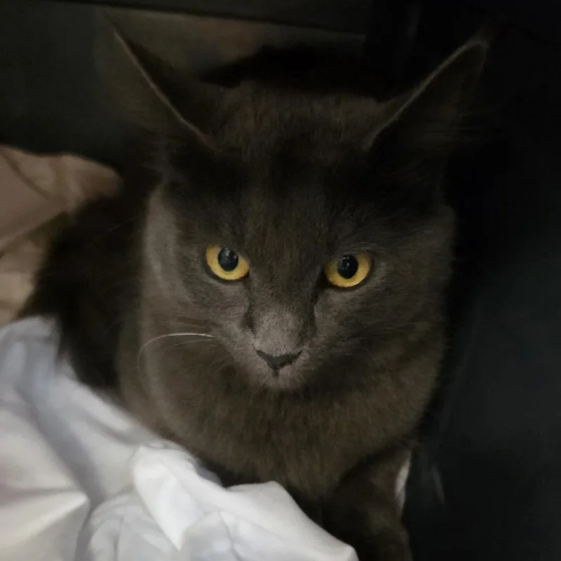 An adult medium-sized female Gray / Blue / Silver Domestic Long Hair cat named Sera for adoption in Branson, MO