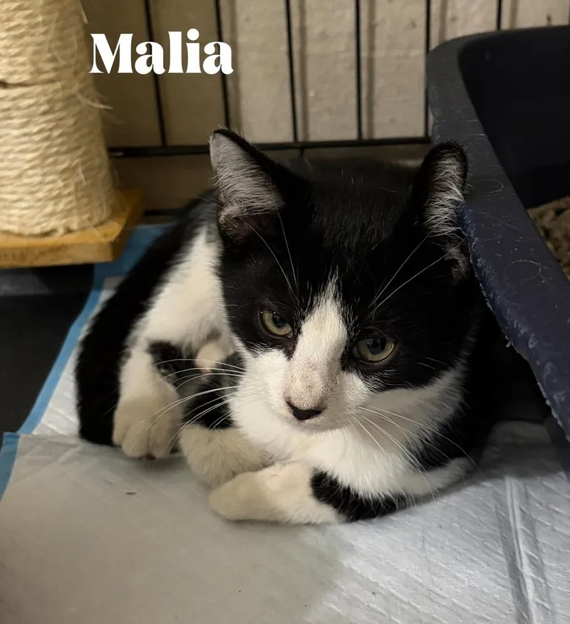 A baby small-sized female Domestic Short Hair cat named Malia for adoption in Orlando, FL