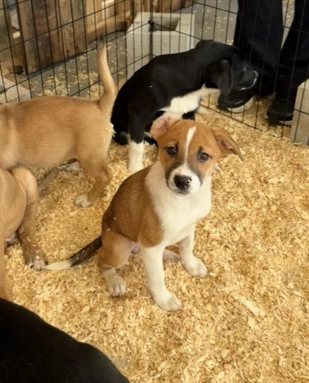 A baby medium-sized female Golden Retriever dog named Daffodil for adoption in Wonder Lake, IL