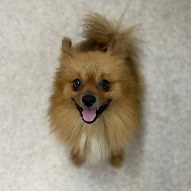 An adult small-sized female Red / Chestnut / Orange Pomeranian dog named Cherry for adoption in Ardmore, OK