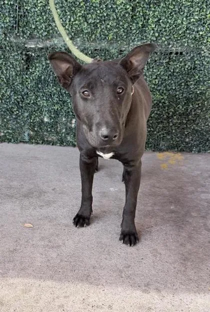 A baby medium-sized male Black Bull Terrier dog named 61104548 for adoption in El Paso, TX