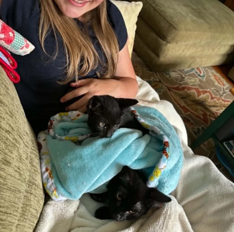 A baby medium-sized female Black Domestic Short Hair cat named Cindy Clawford for adoption in Hawley, PA