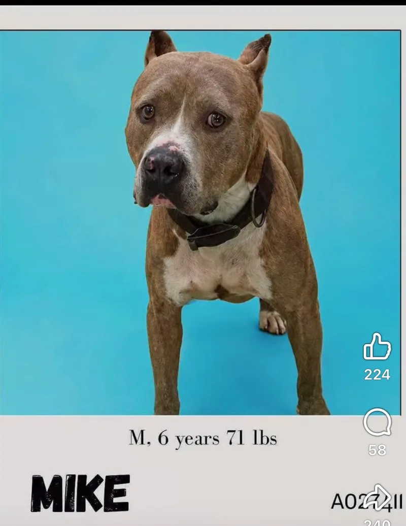 An adult large-sized male Tan Pit Bull Terrier dog named Mike for adoption in Salisbury, MA