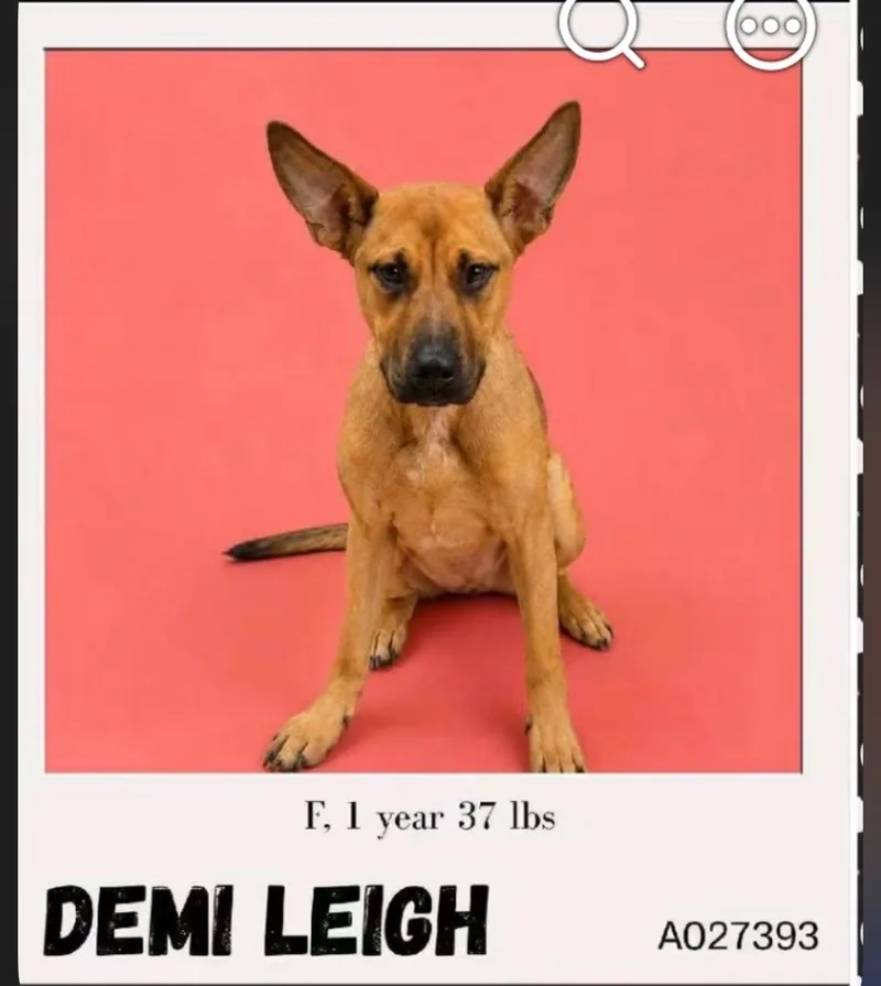 A young medium-sized female Tan Mixed Breed dog named Demi Leigh for adoption in Lynnfield, Massachusetts
