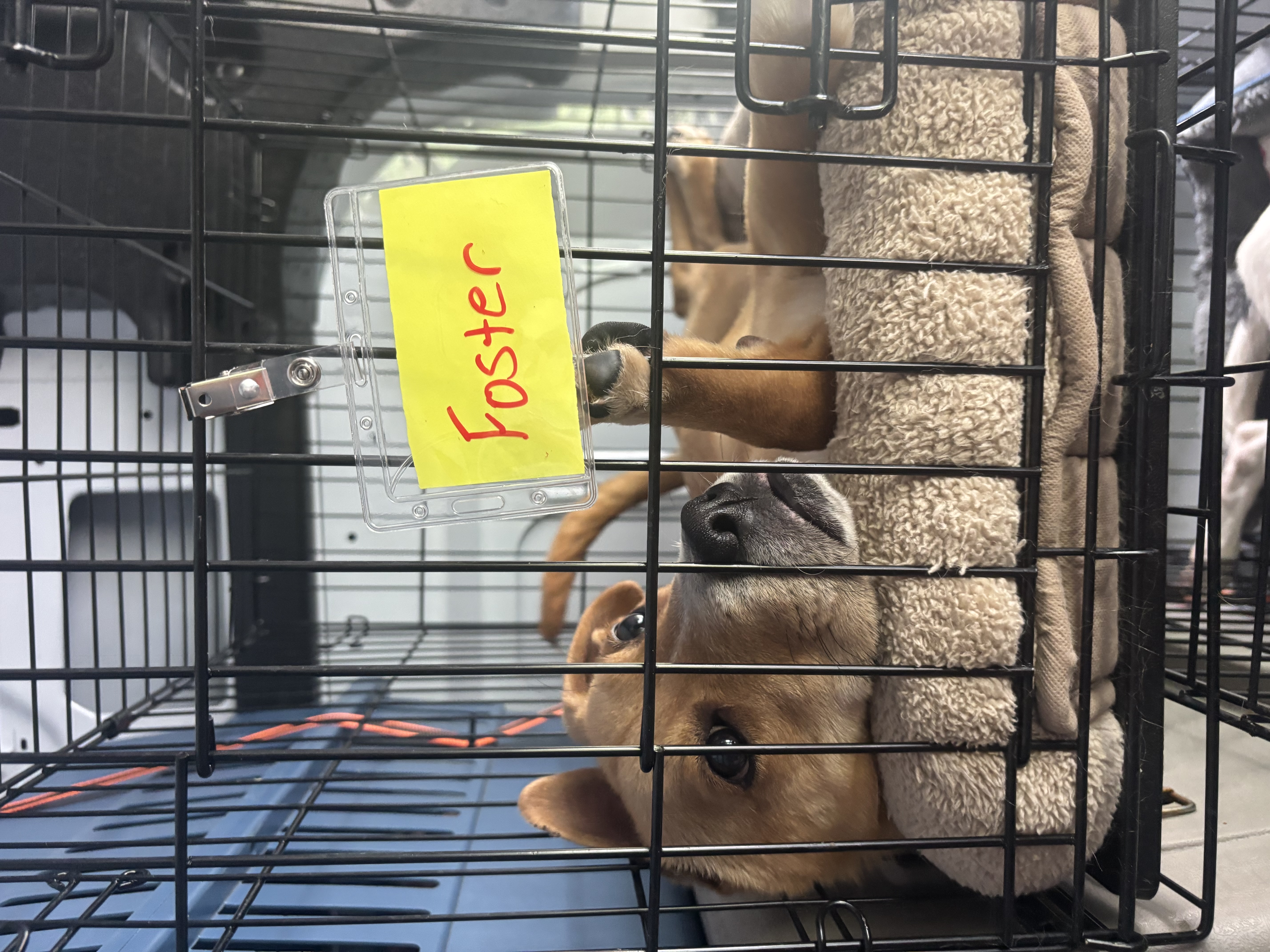A young small-sized male Tan Mixed Breed dog named Ricky for adoption in Lynnfield, Massachusetts
