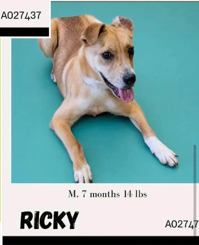 An adult small-sized male Tan Mixed Breed dog named Ricky for adoption in Salisbury, MA