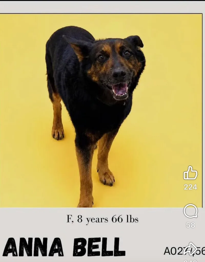A senior large-sized female Black German Shepherd Dog dog named Anna Bell for adoption