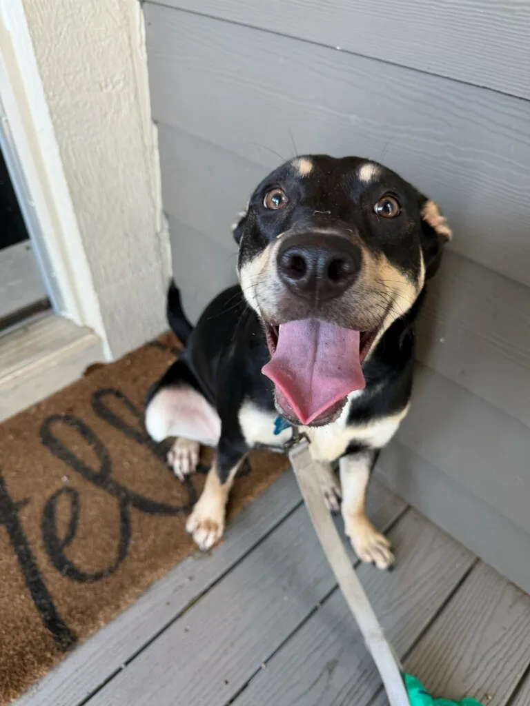 A young large-sized female Mixed Breed dog named Cannoli for adoption in Lynnfield, Massachusetts