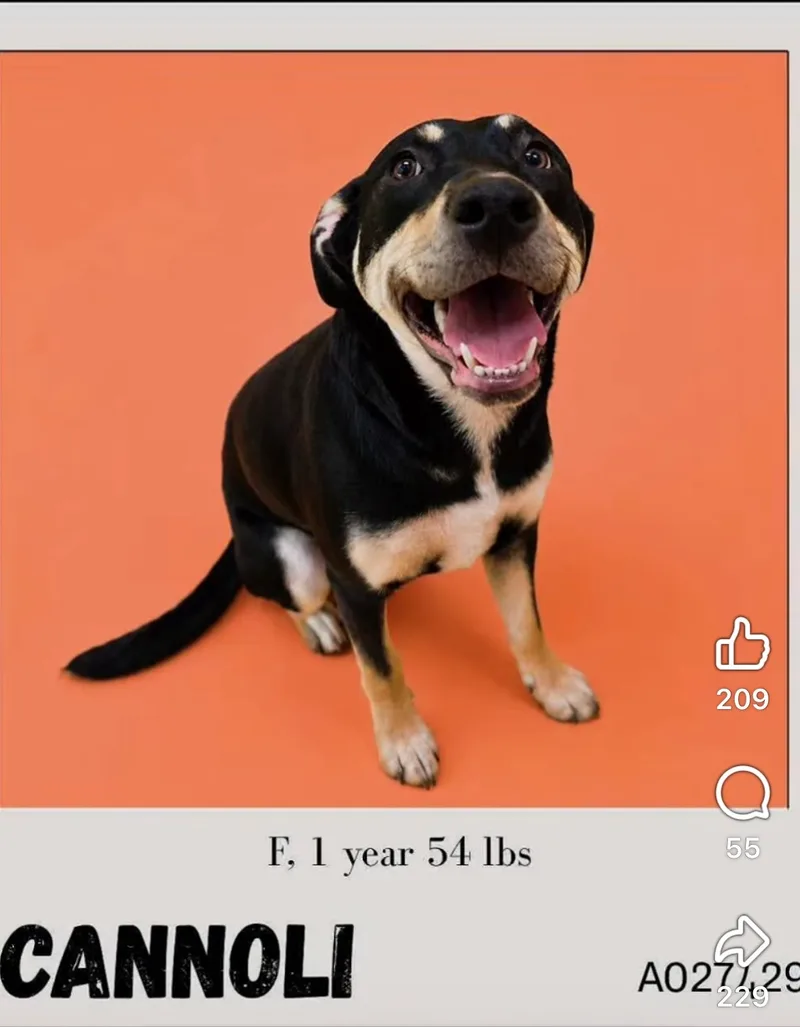 A young large-sized female Mixed Breed dog named Cannoli for adoption