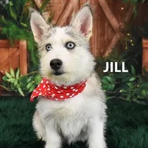 Jill
