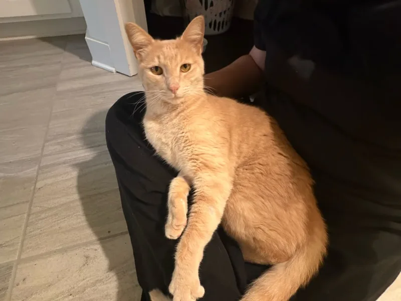 A young medium-sized male Orange Domestic Short Hair cat named Boston for adoption