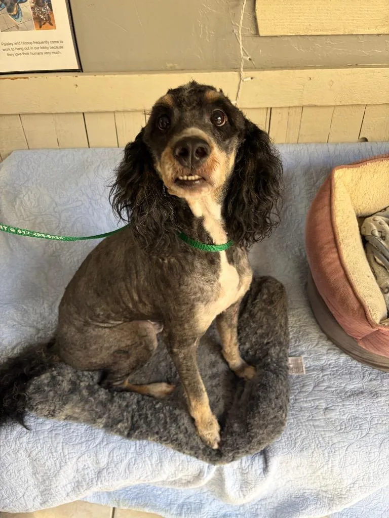 An adult large-sized male Australian Shepherd dog named Kenny for adoption in Fort Worth, TX
