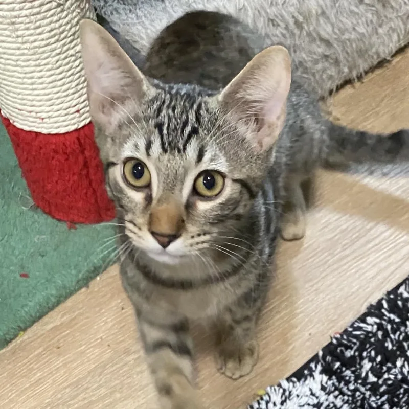 A baby small-sized male Brown / Chocolate Domestic Short Hair cat named Elijah for adoption in Denison, TX